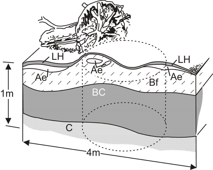 Figure 3 Pedon of Orthic HumoFerric Podzol turbic phase 