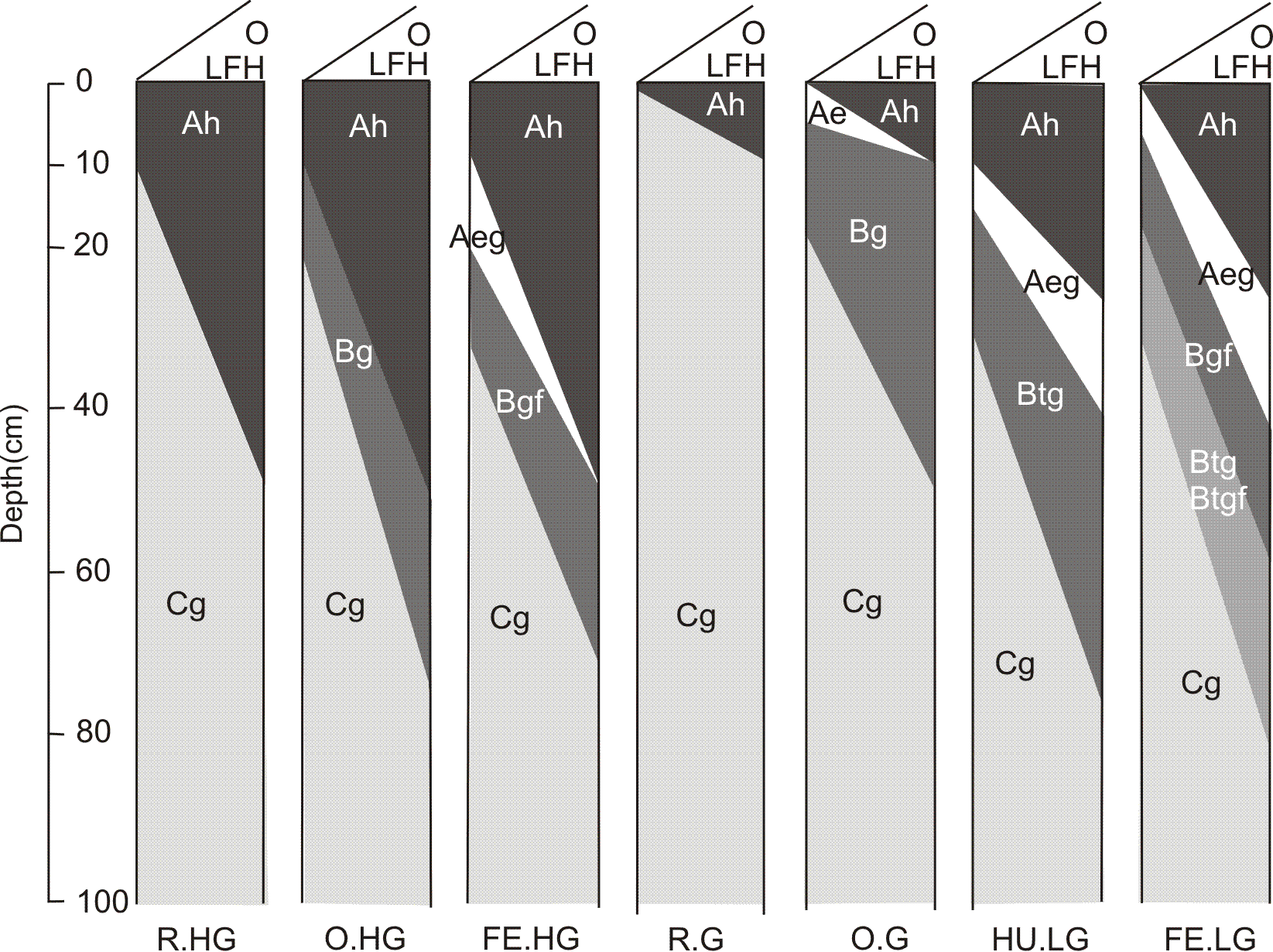 Figure 32 is a Diagrammatic horizon pattern of some subgroups of the Gleysolic order. 
Rego Humic Gleysol (R.HG)
Common horizon sequence: LFH or O, Ah, Cg. These soils have the general properties specified for the Gleysolic order and the Humic Gleysol great group. They differ from Orthic Humic Gleysols in that they lack a B horizon at least 10 cm thick. Typically, they have a well-developed Ah horizon overlying a gleyed C horizon.
Orthic Humic Gleysol (O.HG)
Common horizon sequence: LFH or O, Ah, Bg, Cg. These soils have the general properties specified for the Gleysolic order and the Humic Gleysol great group. Typically, they have a well-developed Ah horizon overlying gleyed B and C horizons. They may have organic surface horizons, an eluvial horizon, and a C horizon that does not have the dull colors and mottling that indicate gleying. Orthic Humic Gleysols are identified by the following properties:
1.	They have an Ah horizon at least 10 cm thick as defined for the great group.
2.	They have a B horizon (Bg or Bgtj) at least 10 cm thick.
3.	They do not have any of the following: a Btg horizon, a solonetzic B horizon, or a Bgf horizon at least 10 cm thick.
Fera Humic Gleysol (FE.HG)
Common horizon sequence: LFH or O, Ah, Aeg, Bgf, Cg. These soils have the general properties specified for the Gleysolic order and the Humic Gleysol great group. They also have a Bgf horizon at least 10 cm thick and lack a solonetzic B horizon. The Bgf horizon contains accumulated hydrous iron oxide (dithionite extractable) thought to have been deposited as a result of the oxidation of ferrous iron. The Bgf horizon usually has many prominent mottles of high chroma.
Rego Gleysol (R.G)
Common horizon sequence: LFH or O, Cg. These soils have the general properties specified for the Gleysolic order and the Gleysol great group. They differ from Orthic Gleysols in that they lack a B horizon at least 10 cm thick. They thus consist of a gleyed C horizon, with or without organic surface horizons, and a thin Ah or B horizon.
Orthic Gleysol (O.G)
Common horizon sequence: LFH or O, Bg, Cg. These soils have the general properties specified for the Gleysolic order and the Gleysol great group. Typically, they have strongly gleyed B and C horizons and may have organic surface horizons and an eluvial horizon. Orthic Gleysols are identified by the following properties:
1.	They have a B horizon (Bg or Btjg) at least 10 cm thick.
2.	They may have an Ah or Ap horizon as specified for the Gleysol great group.
3.	They have neither a Btg horizon, nor a solonetzic B horizon, nor a Bgf horizon at least 10 cm thick.
Humic Luvic Gleysol (HU.LG)
Common horizon sequence: LFH or O, Ah, Aeg, Btg, Cg. These soils have the general properties specified for the Gleysolic order and the Luvic Gleysol great group. They have, in addition, a mineral-organic surface horizon that meets the requirements of the Ah or Ap horizon of Humic Gleysols. Thus, the Ah horizon must be at least 10 cm thick and the Ap horizon must be at least 15 cm thick, contain at least 2% organic carbon, and have a darker color than the underlying horizon. Humic Luvic Gleysols have neither a solonetzic B horizon nor a fragipan, but they may have a Bgf horizon.
Fera Luvic Gleysol (FE.LG)
Common horizon sequence: LFH or O, Ah, Aeg, Btgf or Bfg and Btg, Cg. These soils have the general properties specified for the Gleysolic order and the Luvic Gleysol great group. They also have either a Bgf horizon at least 10 cm thick as well as a Btg horizon or a Btgf horizon. A Bgf or Btgf horizon contains accumulated hydrous iron oxide (dithionite extractable), which is thought to have been deposited as a result of the oxidation of ferrous iron. It usually has a high chroma and is commonly a horizon with a concentration of rusty mottles. Fera Luvic Gleysols lack all the following: an Ah or Ap horizon diagnostic of Humic Luvic Gleysols, a solonetzic B horizon, and a fragipan.
.