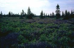 View a larger version of this image (jpg).  (Basin bog)