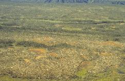 View a larger version of this image (jpg).  (Peat Plateau Bog)