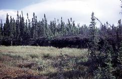 View a larger version of this image (jpg).  (Peat plateau bog )