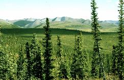 View a larger version of this image (jpg).  (Coniferous forest)