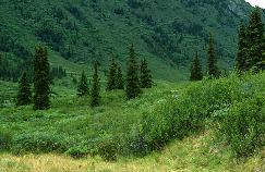 View a larger version of this image (jpg).  (Subalpine forest)