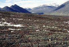View a larger version of this image (jpg).  (Sparsely vegetated (high arctic))
