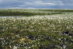 View a larger version of this image (jpg).  (Cotton grass tundra (low arctic))
