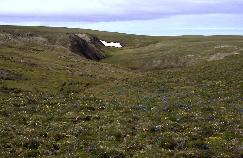 View a larger version of this image (jpg).  (Tundra (low shrub))
