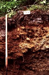 View a larger version of this image (jpg).  (Ferro-Humic Podzol Profile )