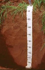 View a larger version of this image (jpg).  (Regosolic Alluvial Profile)