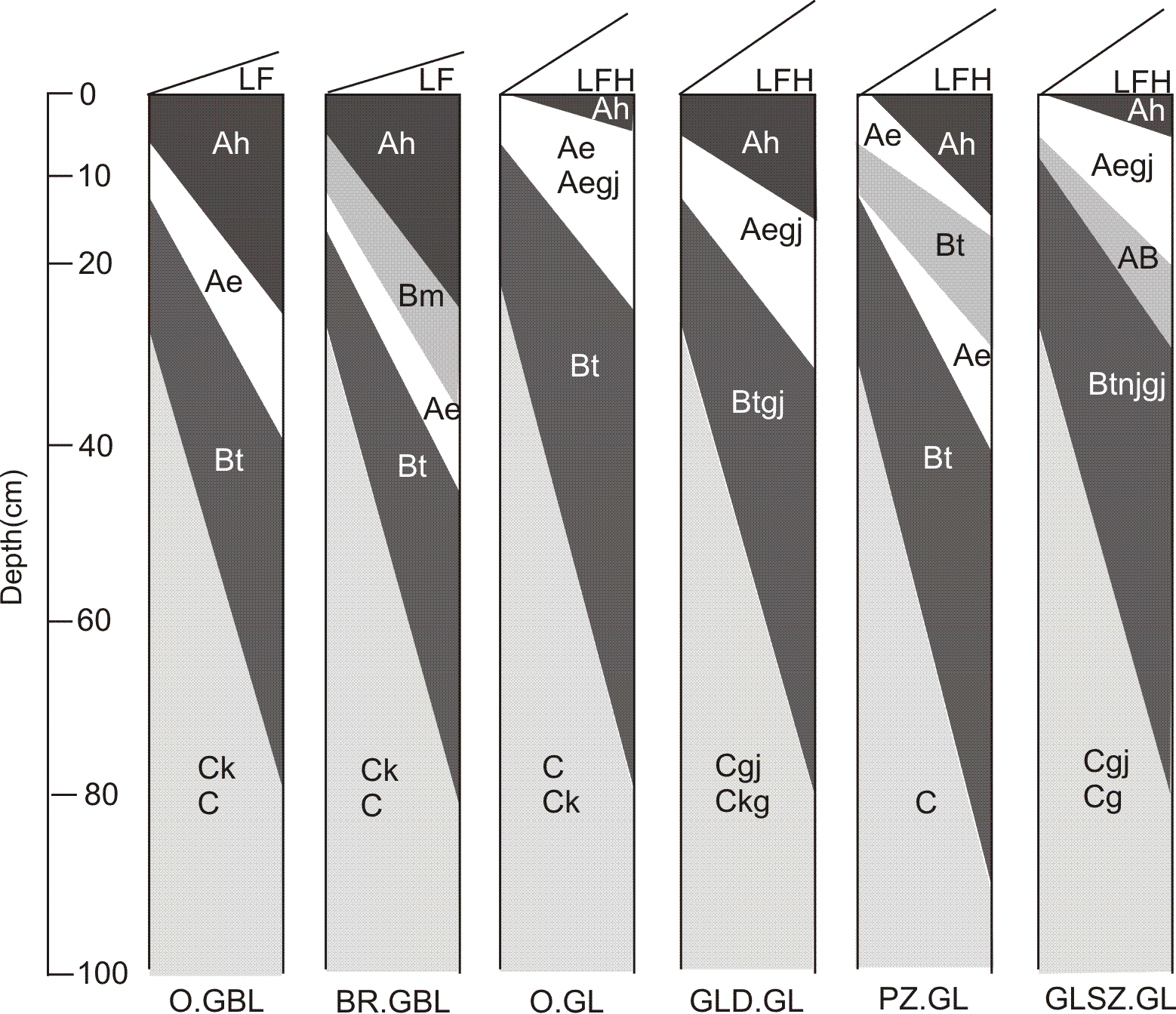 Figure 33 depicts a diagrammatic horizon pattern of the 2 subgroups of the Luvisolic order  (Gray Brown  Luvisol and Gray Luvisol). The two great groups of Luvisolic soils are distinguished mainly on the basis of soil temperature and the character of the surface horizons. Gray Brown Luvisols have a dark Ah horizon in which organic matter (OM) has been mixed (by faunal activity) with the mineral material resulting in a brown, often platy eluvial horizon (Ae) and an illuvial horizon (Bt) in which blocky structure is common. Their mean annual soil temperature is 8oC. Gray Luvisols have eluvial and illuvial horizons and may have an Ah horizon if the mean annual soil temperature is <8oC. The difference in the morphology and properties of Gray Brown Luvisols and Gray Luvisols has been theorized to be a difference in the role of fauna, especially earthworms.

Orthic Gray Brown Luvisol (O.GBL)
Common horizon sequence: Ah, Ae, Bt, Ck. These soils have the properties specified for the Luvisolic order and the Gray Brown Luvisol great group. They have well-developed Ah, eluvial, and Bt horizons, and usually calcareous C horizons. Faint mottling may occur immediately above or within the Bt horizon. Orthic Gray Brown Luvisols are identified by the following properties:
1.	These soils have either a forest-mull Ah horizon more than 5 cm thick or a dark-colored (moist) Ap horizon.
2.	These soils have an Ae horizon of which the upper 5 cm is light colored with a chroma of 3 or less. The difference in chroma between the upper and lower part of the Ae is less than 1.
3.	These soils have a Bt horizon and lack a Bf horizon.
4.	Distinct mottling indicative of gleying does not occur within 50 cm of the mineral surface, and prominent mottling does not occur at depths of 50-100 cm.

Brunisolic Gray Brown Luvisol (BR.GBL)
Common horizon sequence: Ah, Ae, Bm or Bf, Ae, Bt, BC, Ck. These soils have the properties specified for the Luvisolic order and the Gray Brown Luvisol great group. They differ from Orthic Gray Brown Luvisols by having in the upper solum either a Bm horizon at least 5 cm thick with a chroma of 3 or more, or a Bf horizon less than 10 cm thick that does not extend below 15 cm. Such Bm or Bf horizons are thought to have developed in a former Ae horizon. If disturbance results in the Bm or Bf horizon being incorporated into the Ap, the disturbed soil is classified as an Orthic Gray Brown Luvisol.

Orthic Gray Luvisol (O.GL)
Common horizon sequence: LFH, Ae, AB, Bt, C or Ck. These soils have the properties specified for the Luvisolic order and the Gray Luvisol great group. They have well-developed Ae and Bt horizons and usually have organic surface horizons. Faint mottling may occur immediately above or within the Bt horizon. Orthic Gray Luvisols are identified by the following properties:
1.	They have an Ae horizon with a chroma of less than 3 unless the chroma of the parent material is 4 or more.
2.	They have a Bt horizon.
3.	They lack a Bf horizon.
4.	They lack a fragipan.
5.	They may have a dark-colored, mineral-organic surface horizon (Ah or Ahe) less than 5 cm thick.
6.	They may have an Ap horizon, but its dry color value must be 5 or higher.
7.	Distinct mottling, that indicates gleying does not occur within 50 cm of the mineral surface. Prominent mottling does not occur at depths of 50-100 cm.

Gleyed Dark Gray Luvisol (GLD.GL)
Common horizon sequence: LFH, Ah or Ahe, Ae, Btgj, Cg or Ckg. These soils have the properties specified for the Luvisolic order and the Gray Luvisol great group. They differ from Dark Gray Luvisols by having either distinct mottles that indicate gleying within 50 cm of the mineral surface, or prominent mottles at depths of 50-100 cm.

Podzolic Gray Luvisol (PZ.GL)
Common horizon sequence: LFH, Ae, Bf, Ae, Bt, BC, C or Ck. These soils have the properties specified for the Luvisolic order and the Gray Luvisol great group. They differ from Orthic Gray Luvisols by having a Bf horizon at least 10 cm thick in the upper solum. They may also have a dark-colored Ah or Ahe horizon 5 cm or more in thickness. The upper boundary of the Bt horizon must be within 50 cm of the mineral surface or the soil is classified in the Podzolic order.

Gleyed Solonetzic Gray Luvisol (GLSZ.GL)
Common horizon sequence: LFH, Ae, ABgj, Btnjgj, Cgj or Csag. These soils have the properties specified for the Luvisolic order and the Gray Luvisol great group. They differ from Solonetzic Gray Luvisols by having either distinct mottles that indicate gleying within 50 cm of the mineral surface, or prominent mottles at depths of 50-100 cm. They do not have an Ah or Ahe horizon 5 cm or more in thickness.
.