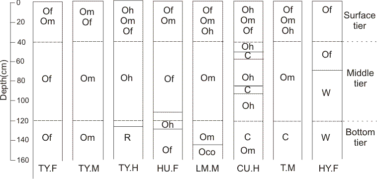 Figure 35 is Diagrammatic horizon pattern of some subgroups of the Fibrisol, Mesisol and Humisol great groups.
Typic Fibrisol (TY.F)
Common horizon sequence: Of or Om, Of. Soils of this subgroup have the general properties specified for the Organic order and the Fibrisol great group. They are composed mainly of fibric material that is commonly derived mainly from mosses. 
These soils are identified by the following properties: 
1.	If present, the middle and bottom tiers are dominantly fibric. A lithic contact may occur. 
2.	They have neither subdominant humic layers with a total thickness of greater than 12 cm or subdominant mesic layers with a total thickness greater than 25 cm in the middle and bottom tier, or in the middle and surface tiers if a lithic contact occurs in the middle tier. 
3.	The middle tier lacks terric, hydric, cumulic, and limnic layers. 

Humic Fibrisol (HU.F)
Common horizon sequence: Of, Om or Oh, Of, Oh, Of or Om. Soils of this subgroup have the general properties specified for the Organic order and the Fibrisol great group. They differ from Typic Fibrisols by having a subdominant humic layer thicker than 12 cm in the middle or bottom tier. They may also have a subdominant mesic layer. The control section lacks terric, hydric, cumulic, and limnic layers. 

Hydric Fibrisol (HY.F)
Common horizon sequence: Of or Om, Of, W. Soils of this subgroup have the general properties specified for the Organic order and the Fibrisol great group. They differ from Typic Fibrisols by having a hydric layer (a layer of water that extends from a depth of not less than 40 cm to a depth of more than 1.6 m). They may also have mesic, humic, cumulic, terric, or limnic layers.

Typic Mesisol (TY.M)
Common horizon sequence: Of, Om or Oh, Om. Soils of this subgroup have the general properties specified for the Organic order and the Mesisol great group. They are composed mainly of organic materials at an intermediate stage of decomposition.
They are identified by the following properties:
1.	If present, the middle and bottom tiers are dominantly mesic. A lithic contact may occur.
2.	These soils do not have terric, hydric, cumulic, or limnic layers within the middle tier.
3.	They lack subdominant humic or fibric layers with a total thickness greater than 25 cm in the middle and bottom tiers or in the middle and surface tiers if a lithic contact occurs in the middle tier.

Limnic Mesisol (LM.M)
Common horizon sequence: Of, Om or Oh, Om, Oco, Om. Soils of this subgroup have the general properties specified for the Organic order and the Mesisol great group. They differ from Typic Mesisols by having a limnic layer beneath the surface tier. A limnic layer is a layer or layers at least 5 cm thick of coprogenous earth (sedimentary peat), diatomaceous earth, or marl. Also they may have fibric, humic, and cumulic layers but do not have terric or hydric layers.

Terric Mesisol (T.M)
Common horizon sequence: Of, Om or Oh, Om, C, Om. Soils of this subgroup have the general properties specified for the Organic order and the Mesisol great group. They differ from Typic Mesisols by having a terric layer (an unconsolidated mineral layer at least 30 cm thick) beneath the surface tier. They may also have cumulic or limnic layers, but they do not have fibric, humic, or hydric layers within the control section.

Typic Humisol (TY.H)
Common horizon sequence: Om or Oh, Oh. Soils of this subgroup have the general properties specified for the Organic order and the Humisol great group. They are composed dominantly of well-decomposed organic materials. They are identified by the following properties: 
1.	The middle and bottom tiers, if present, are dominantly humic. A lithic contact may occur.
2.	They do not have terric, hydric, cumulic, or limnic layers within the middle tier.
3.	They have neither subdominant fibric layers with a total thickness greater than 12 cm nor subdominant mesic layers with a total thickness greater than 25 cm in the middle or bottom tiers (or in the middle and surface tiers if a lithic contact occurs in the middle tier).

Cumulic Humisol (CU.H)
Common horizon sequence: Om or Oh, Oh, C, Oh. Soils of this subgroup have the general properties specified for the Organic order and the Humisol great group. They differ from Typic Humisols by having a cumulic layer beneath the surface tier. Also they may have fibric or mesic layers but lack terric, hydric, and limnic layers. A cumulic layer consists either of multiple layers of mineral material (alluvium) that together are more than 5 cm thick, or of one layer 5-30 cm thick.
.