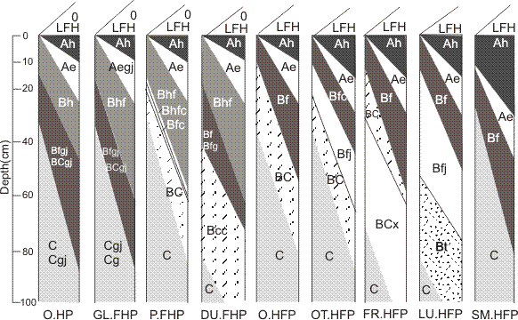 Figure 37 is a diagrammatic horizon pattern of some subgroups of the Podzolic order.
Orthic Humic Podzol (O.HP)
Common horizon sequence: O or LFH, Ae, Bh, Bfgj, BCgj, Cg. These soils have the general properties specified for the Podzolic order and the Humic Podzol great group. They are identified by the following properties:
1.	They have a Bh horizon at least 10 cm thick. 
2.	They do not have an ortstein horizon at least 3 cm thick, a placic horizon, a duric horizon, or a fragipan. 
Usually Orthic Humic Podzols have L, F, and H or O horizons and an Ae horizon. Commonly they have a Bhf or Bf horizon underlying the Bh horizons. They may have mottling that indicates gleying at any depth within the control section. Parts of the Bhf or Bf may be cemented but do not meet the requirements of an ortstein horizon.
Gleyed Ferro-Humic Podzol (GL.FHP)
Common horizon sequence: LFH or O, Aegj, Bhf, Bfgj, BCg, Cg. These soils have the general properties specified for the Podzolic order and the Ferro-Humic Podzol great group. They differ from Orthic Ferro-Humic Podzols by having distinct or prominent mottles that indicate gleying within 1 m of the surface. Usually they have thick L, F, and H or O horizons. They do not have ortstein, placic, duric, or Bt horizons, a fragipan, or an Ah horizon at least 10 cm thick.
Placic Ferro-Humic Podzol (P.FHP)
Common horizon sequence: LFH or O, Ae, Bhf, Bhfc or Bfc, Bf, BC, C. These soils have the general properties specified for the Podzolic order and the Ferro-Humic Podzol great group. They differ from Orthic Ferro-Humic Podzols by having a placic horizon within the control section. A placic horizon (Bhfc, Bfc, Bfgc) consists of a single thin layer (commonly 5 mm or less thick) or a series of thin layers that are irregular or involute, hard, impervious, often vitreous, and dark reddish brown to black. These thin horizons are apparently cemented by Fe-organic complexes, hydrated Fe oxides, or a mixture of Fe and Mn oxides. The placic horizon, or thin iron pan, may occur in any part of the B horizon and commonly extends into the BC horizon.
Placic Ferro-Humic Podzols usually have L, F, and H or O horizons and an Ae horizon. They do not have an ortstein horizon but may have a duric, Ah, or Bt horizon, or a fragipan. Evidence of gleying in the form of dull colors or mottling is commonly apparent especially above depressions in the placic horizon. These soils occur most commonly in coarse textured deposits in perhumid maritime climates.
Duric Ferro-Humic Podzol (DU.FHP)
Common horizon sequence: LFH or O, Ae, Bhf, BCc, C. These soils have the general properties specified for the Podzolic order and the Ferro-Humic Podzol great group. They differ from Orthic Ferro-Humic Podzols by having a duric horizon within the control section. A duric horizon is a strongly cemented horizon that does not satisfy the criteria of a podzolic B horizon. It usually has an abrupt upper boundary to an overlying podzolic B horizon and a diffuse lower boundary at least 50 cm below. Cementation is usually strongest near the upper boundary, which occurs commonly at a depth of 40-80 cm from the mineral surface. Usually the color of a duric horizon differs little from that of the parent material. As well the structure is usually massive or very coarse platy. Moist clods at least 3 cm thick usually cannot be broken in the hands. Air-dry clods of the material do not slake when immersed in water. Some duric horizons may meet the requirements of a Bt horizon (Btc).
Duric Ferro-Humic Podzols usually have L, F, and H or O horizons. They do not have an ortstein or a placic horizon but may have an Ah horizon and mottles that indicate gleying in some part of the control section. These soils occur most commonly in coastal southwestern British Columbia.
Orthic Humo-Ferric Podzol (O.HFP)
Common horizon sequence: LFH, Ae, Bf, BC, C. These soils have the general properties specified for the Podzolic order and the Humo-Ferric Podzol great group. They are identified by the following properties:
They have a podzolic B horizon at least 10 cm thick (Bf or thin Bhf and Bf). 
They do not have a Bh horizon at least 10 cm thick, a Bhf horizon at least 10 cm thick, an ortstein horizon at least 3 cm thick, a placic horizon, a duric horizon, a fragipan, a Bt horizon, an Ah horizon at least 10 cm thick, nor evidence of gleying in the form of distinct or prominent mottles within 1 m of the surface. 
Usually Orthic Humo-Ferric Podzols have L, F, and H or O horizons and an Ae horizon. Parts of the Bf may be cemented, but it does not meet the requirements of an ortstein horizon.
Ortstein Humo-Ferric Podzol (OT.HFP)
Common horizon sequence: LFH, Ae, Bfc, Bfj, C. These soils have the general properties specified for the Podzolic order and the Humo-Ferric Podzol great group. They differ from Orthic Humo-Ferric Podzols by having an ortstein horizon at least 3 cm thick. An ortstein horizon in this subgroup is a Bhf or Bf horizon that is strongly cemented and occurs in at least one-third of the lateral extent of the pedon. Ortstein horizons are generally reddish brown to very dark reddish brown in color. Usually Ortstein Humo-Ferric Podzols have L, F, and H or O horizons and an Ae horizon. They may have faint mottling, and placic, duric, Ah, or Bt horizons, or a fragipan.
Fragic Humo-Ferric Podzol (FR.HFP)
Common horizon sequence: LFH, Ae, Bf, BCx, C. These soils have the general properties specified for the Podzolic order and the Humo-Ferric Podzol great group. They differ from Orthic Humo-Ferric Podzols by having a fragipan within the control section. A fragipan (Bx or BCx) is a subsurface horizon of high bulk density that is firm and brittle when moist and hard to extremely hard when dry. Usually it is of medium texture. Commonly it has bleached fracture planes separating very coarse prismatic units. The secondary structure is platy. Usually the fragipan has a color similar to that of the parent material but differs in structure and consistence and sometimes in bulk density. The upper boundary of a fragipan is usually either abrupt or clear, but the lower boundary is usually diffuse. Commonly it is necessary to dig to about 3 m to expose clearly the material beneath the lower boundary of the fragipan. Air-dry clods of fragipans slake in water. A fragipan may have clay skins and meet the limits of a Bt horizon (Btx).
Fragic Humo-Ferric Podzols usually have L, F, and H horizons and an Ae horizon. They have neither ortstein, placic, nor duric horizons but may have an Ah horizon and mottles that indicate gleying at some depth within the control section.
Luvisolic Humo-Ferric Podzol (LU.HFP)
Common horizon sequence: LFH, Ae, Bf, Bt, C. These soils have the general properties specified for the Podzolic order and the Humo-Ferric Podzol great group. They differ from Orthic Humo-Ferric Podzols by having a Bt horizon of which the upper boundary is at a depth of more than 50 cm from the mineral surface. If the upper boundary of the Bt horizon is ≤50 cm from the surface, the soil is classified in the Luvisolic order.
Luvisolic Humo-Ferric Podzols usually have L, F, and H horizons and an Ae horizon. They may also have an Ah horizon. They have neither ortstein, duric, nor placic horizons, nor a fragipan but may have mottles that indicate gleying at some depth within the control section.
Sombric Humo-Ferric Podzol (SM.HFP)
Common horizon sequence: LFH, Ah, Ae, Bf, BC, C. These soils have the general properties specified for the Podzolic order and the Humo-Ferric Podzol great group. They differ from Orthic Humo-Ferric Podzols by having an Ah horizon at least 10 cm thick.
Usually Sombric Humo-Ferric Podzols have L, F, and H horizons and may have an Ae horizon. They have neither ortstein, placic, duric, nor Bt horizons, nor a fragipan, nor distinct or prominent mottles that indicate gleying.

.