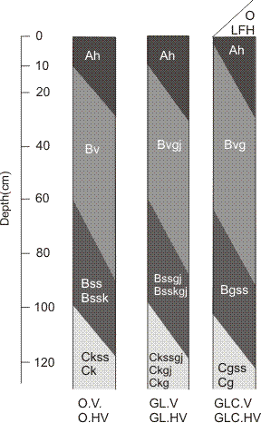 Figure 40 Diagrammatic horizon pattern of some subgroups of the Vertisolic order.
Orthic Vertisol (O.V)
Common horizon sequence: Ah, Bv or Bvk, Bss or Bssk or Ckss, Ck. These soils have the general properties specified for the Vertisolic order and those members of the Vertisol great group other than the poorly drained members. They have a vertic horizon (Bv or Bvk) and a slickenside horizon (ss), the upper boundary of which occurs within 1 m of the mineral surface. The slickenside horizon may be confined to the B horizon (Bss or Bssk), may form part of the C horizon (Ckss), or may form part of both.
Orthic Vertisols, and all other subgroups of Vertisolic soils, may have saline features. These features are separated taxonomically at the series level, or as a phase of any taxonomic level above the family.
Orthic Humic Vertisol (O.HV)
Common horizon sequence: Ah, Bv or Bvk, Bss or Bssk or Ckss, Ck. These soils have the general properties specified for the Vertisolic order and those members of the Humic Vertisol great group other than the poorly drained members. They have a vertic horizon (Bv or Bvk) and a slickenside horizon (ss), the upper boundary of which occurs within 1 m of the mineral surface. The slickenside horizon may be confined to the B horizon (Bss or Bssk), may form part of the C horizon (Ckss), or may form part of both.
Gleyed Vertisol (GL.V)
Common horizon sequence: Ah, Bvgj or Bvkgj, Bssgj or Bsskgj or Ckssgj, Ckgj or Ckg. These soils have the general properties specified for the Vertisolic order and those members of the Vertisol great group other than the poorly drained members. They differ from Orthic Vertisols by having faint to distinct mottles that indicate gleying within 50 cm of the mineral surface.
Gleyed Humic Vertisol (GL.HV)
Common horizon sequence: Ah, Bvgj or Bvkgj, Bssgj or Bsskgj or Ckssgj, Ckgj or Ckg
These soils have the general properties specified for the Vertisolic order and those members of the Humic Vertisol great group other than the poorly drained members. They differ from Orthic Humic Vertisols by having faint to distinct mottles that indicate gleying within 50 cm of the mineral surface.
Gleysolic Vertisol (GLC.V)
Common horizon sequence: LFH or O, Bvg, Bssg or Cgss, Cg. These soils have the general properties specified for the Vertisolic order and the poorly drained members of the Vertisol great group. They differ from Orthic and Gleyed Vertisols mainly by having, within 50 cm of the surface, either colors that indicate poor drainage and periodic reduction (diagnostic of the Gleysolic order) or prominent mottles that indicate gleying, or both.
Gleysolic Humic Vertisol (GLC.HV)
Common horizon sequence: LFH or O, Ah, Bvg, Bssg or Cgss, Cg. These soils have the general properties specified for the Vertisolic order and the poorly drained members of the Humic Vertisol great group. They differ from Orthic and Gleyed Humic Vertisols mainly by having either colors that indicate poor drainage and periodic reduction, diagnostic of the Gleysolic order or prominent mottles that indicate gleying within 50 cm of the mineral surface, or both.
.