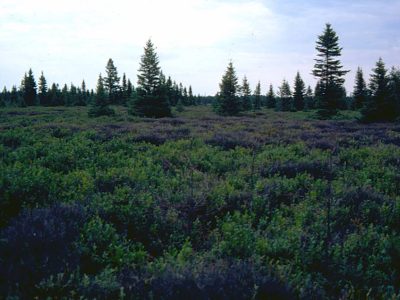 Basin bog