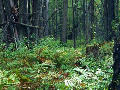 Basin swamp