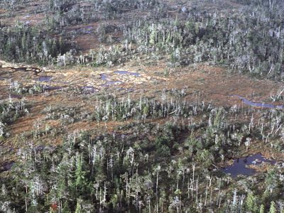 Flat bog