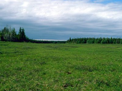 Horizontal fen