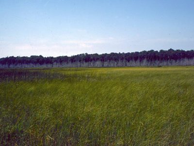 Horizontal fen