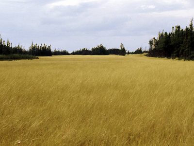 Horizontal fen