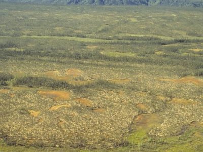 Peat Plateau Bog
