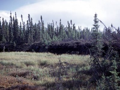Peat plateau bog 