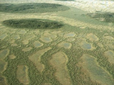 Ribbed Fen