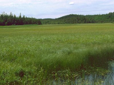 Stream marsh