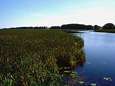 Stream marsh