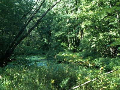 Stream swamp