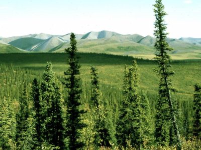 Coniferous forest