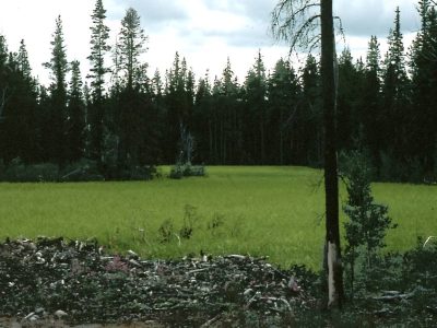 Fen