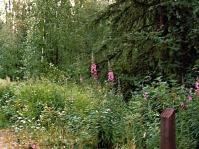 Boreal forest