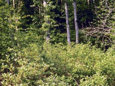 Closed canopy broadleaf forest (boreal)