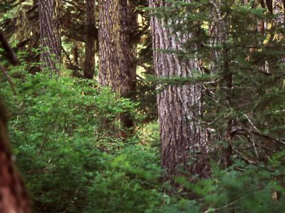 Coastal forest