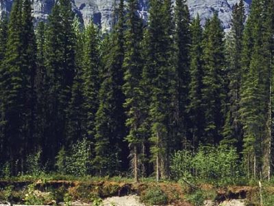 Closed canopy coniferous forest (boreal)