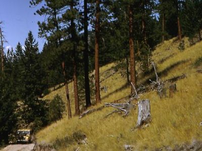 Dry Forest
