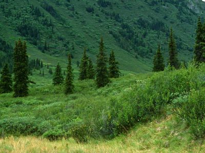 Sub-alpine forest