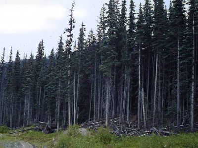 Sub-boreal Forest