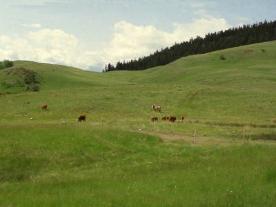 Grassland
