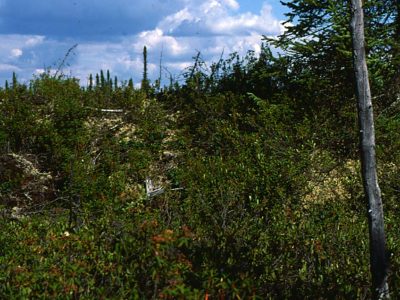 Shrubland