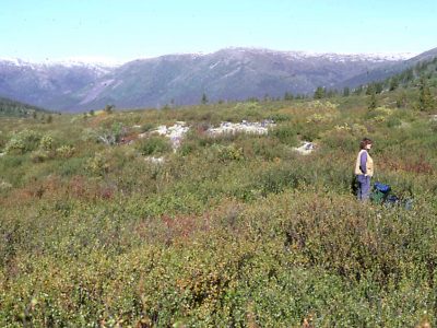 Shrubland