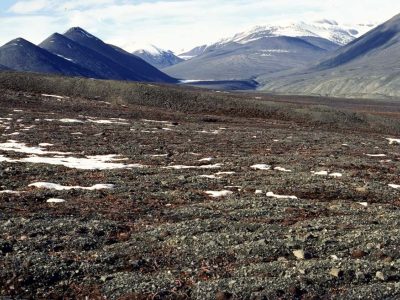 Sparsely vegetated (high arctic)