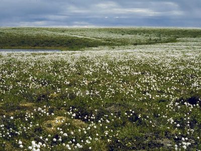 Cotton grass tundra (low arctic)
