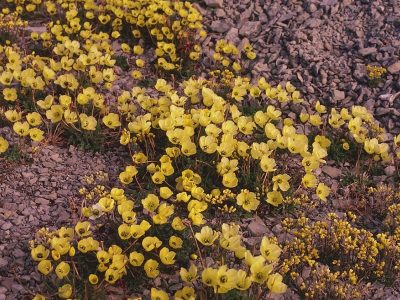 Patchy vegetation (mid arctic)