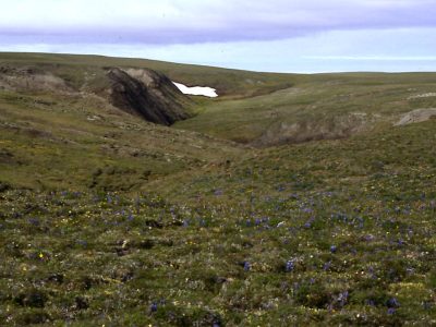 Tundra (low shrub)