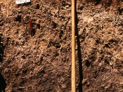 Dystric Brunisol Profile