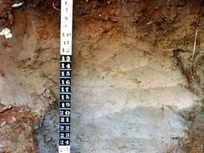 Dystric Brunisol Profile