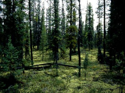 Dystric Brunisol Landscape