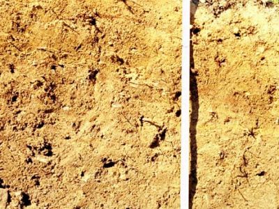 Degraded Eutric Brunisol profile