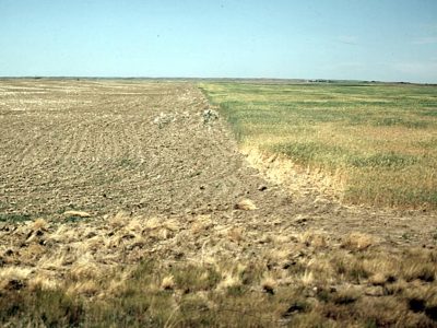Brown Chernozemic Landscape