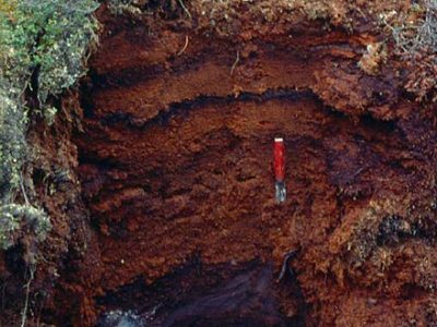 Organic Cryosol Profile